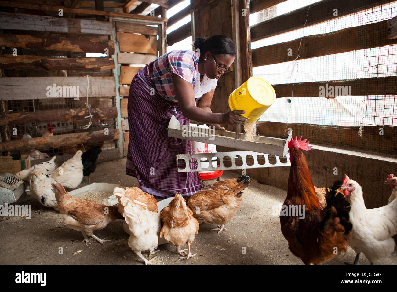 A female small business poultry farmer feeds her chickens, Tanzania, Africa Stock Photo