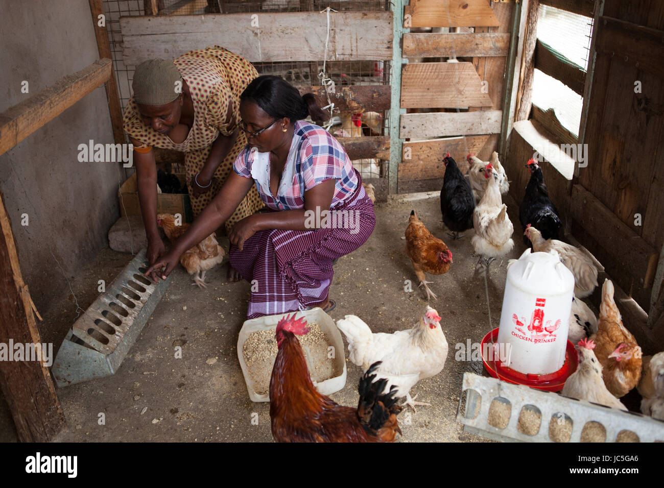 Female poultry farmer feeding her chickens, Tanzania, Africa Stock