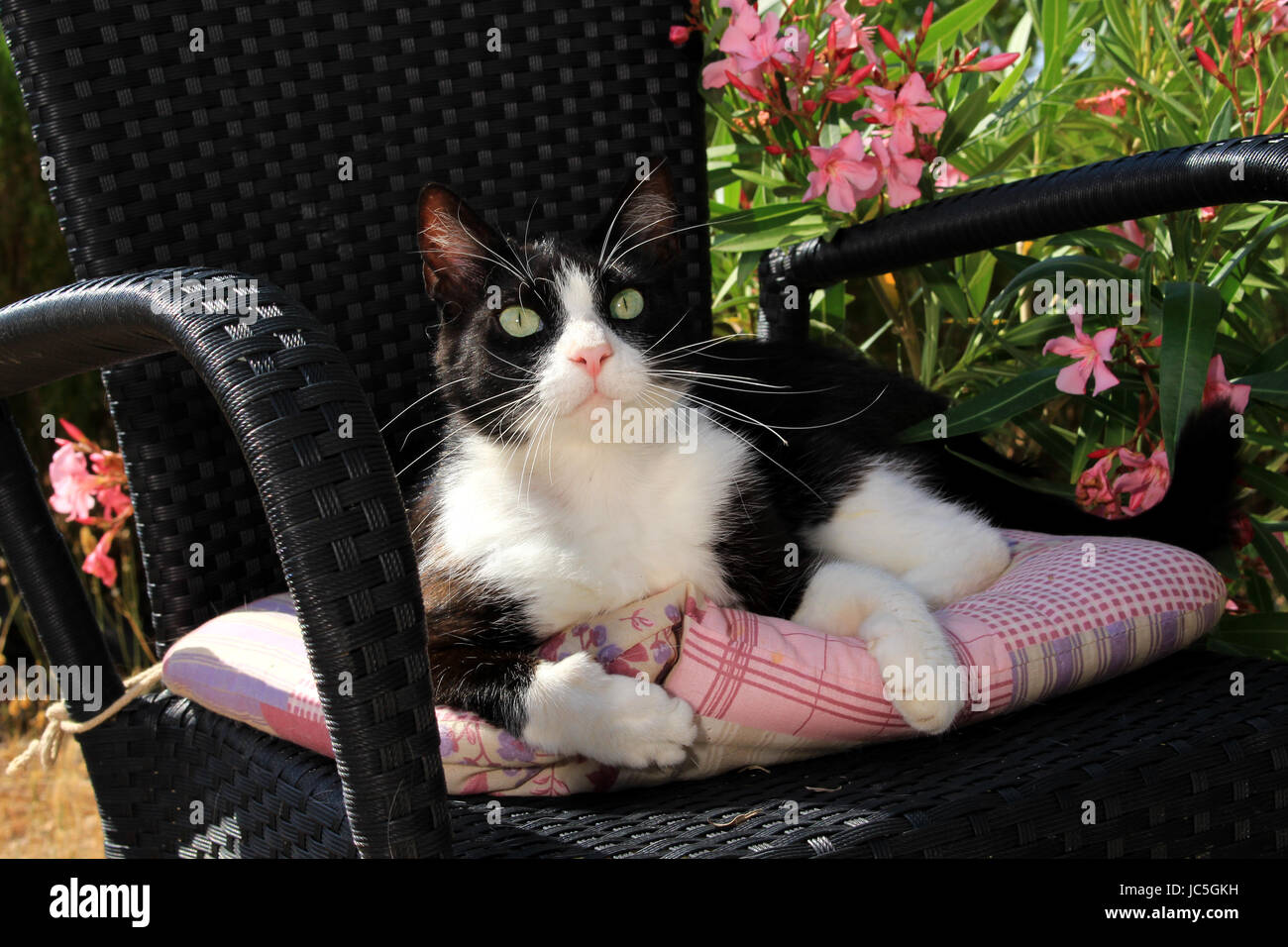Black white tuxedo cat in hi-res stock photography and images - Alamy