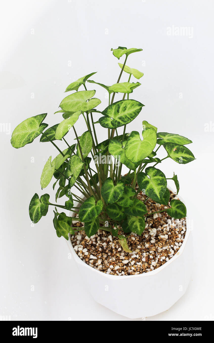 syngonium vine plant