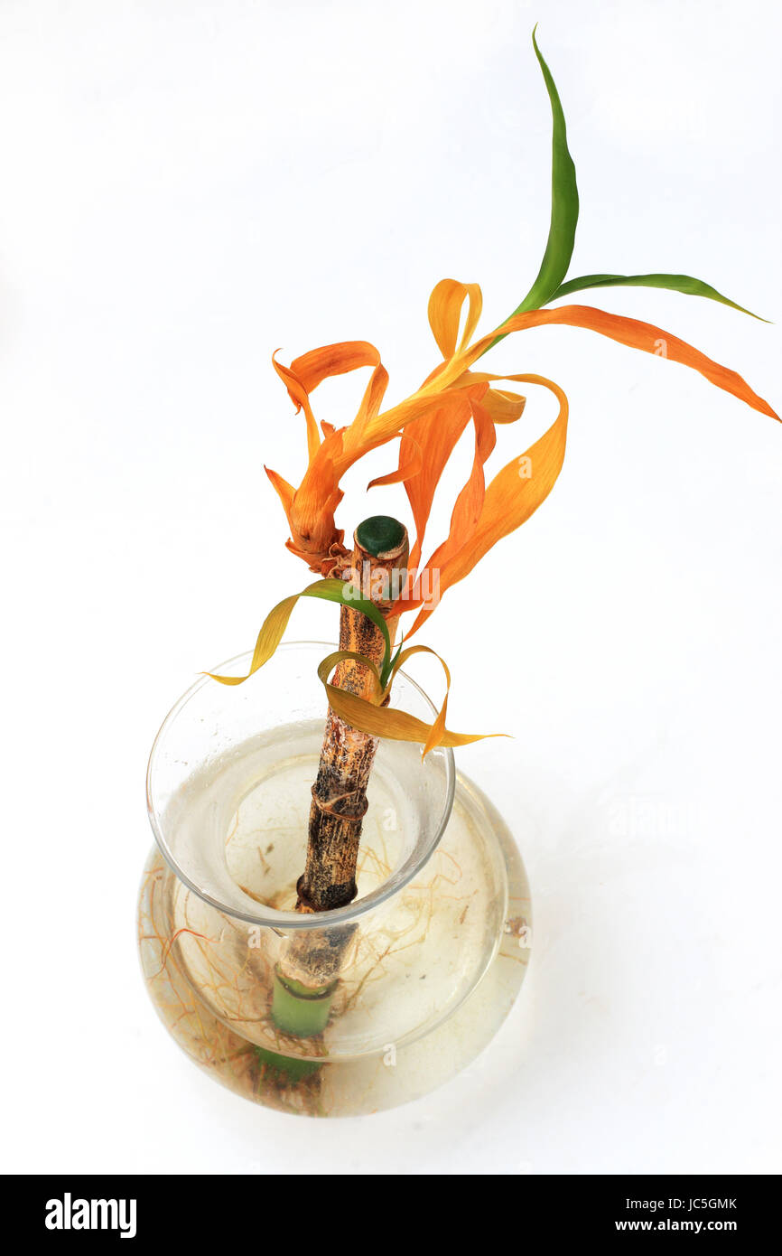 Dying Lucky bamboo or known as Dracaena braunii, Dracaena sanderiana growing in water with roots isolated against white background Stock Photo