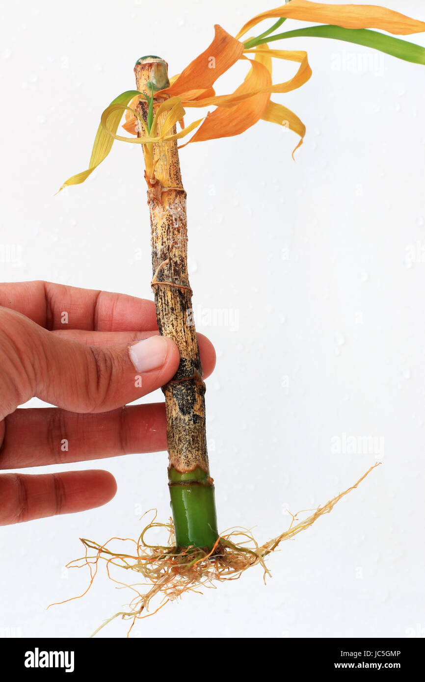 Dying Lucky bamboo or known as Dracaena braunii, Dracaena sanderiana  with roots isolated against white background Stock Photo