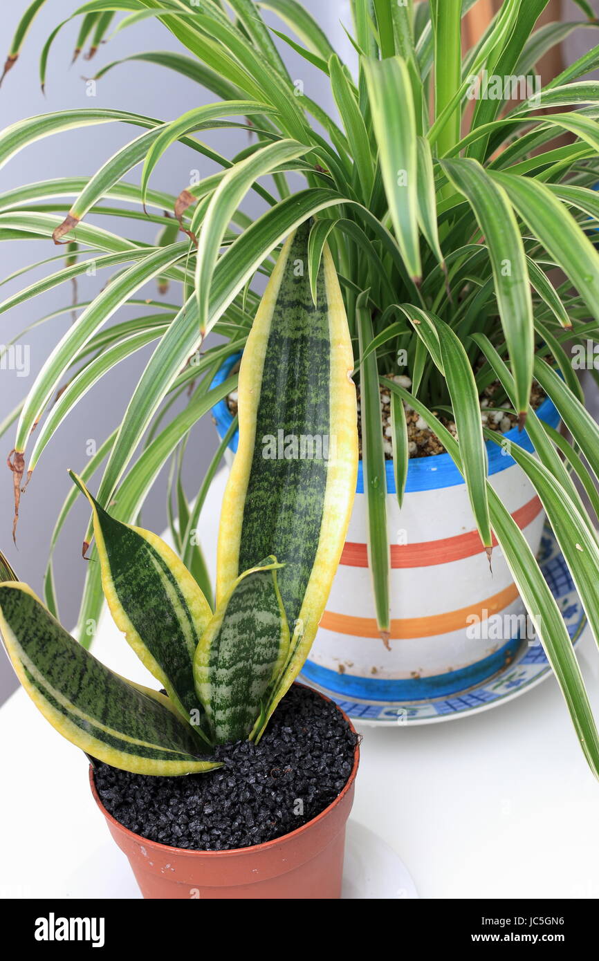 Chlorophytum comosum variegatum or also known as Spider plant  and Sansevieria trifasciata or known as  mother-in-law's tongue  growing in a pot Stock Photo