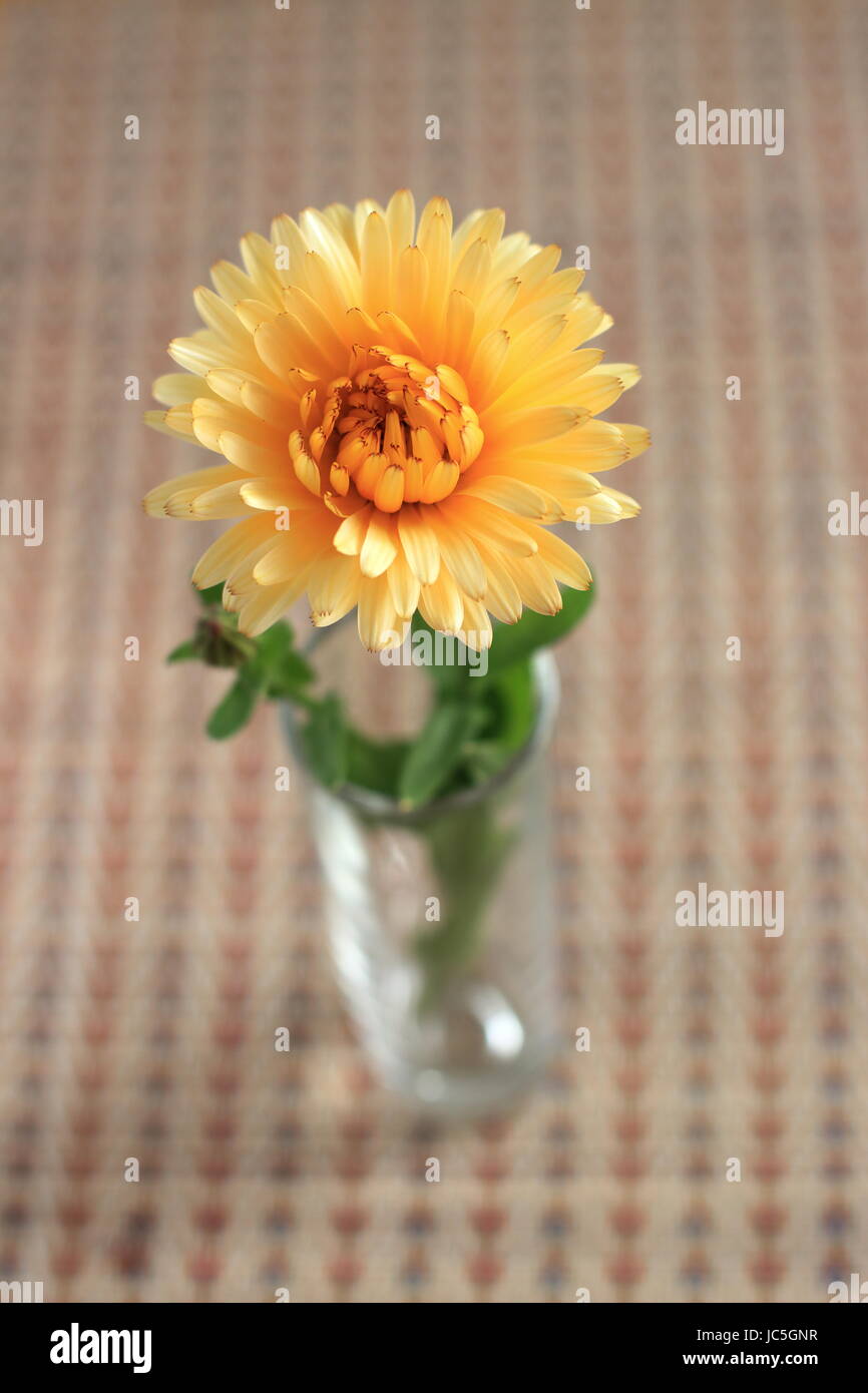 Closeup of Pot Marigold or also known as Calendula officinalis in full bloom Stock Photo