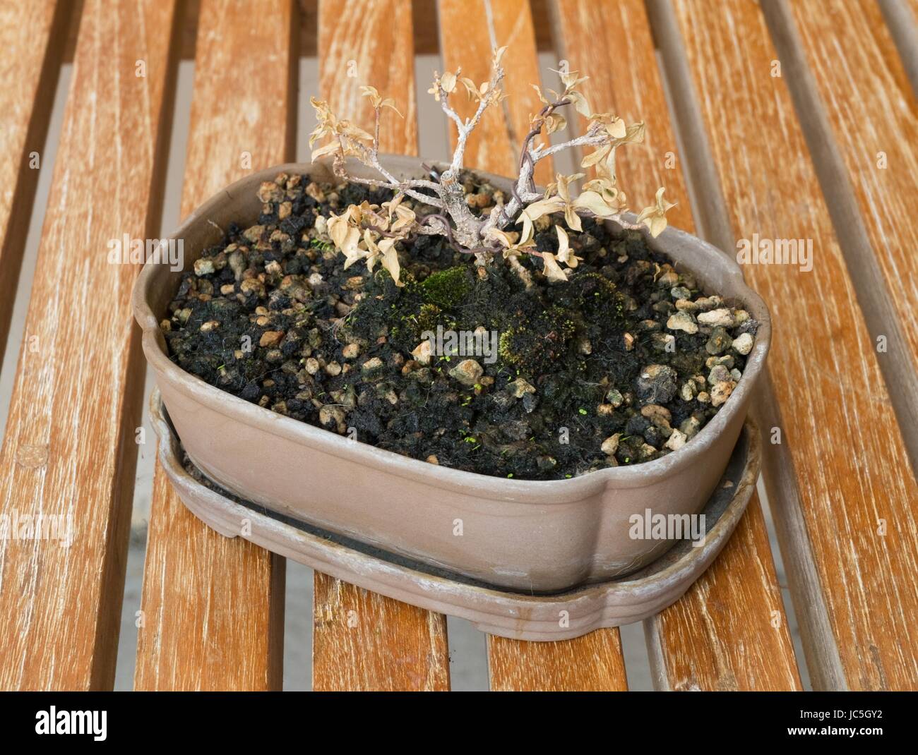 Houseplant, Beautiful Dry Bonsai Tree in A Flowerpot for Garden