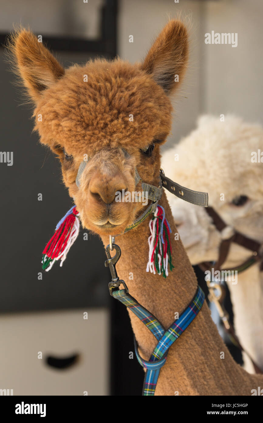 Head shot of captive brown/ginger coloured Alpaca (Vicugna pacos) & white one in background on display at Ham Fair. Ham Common, Richmond, Surrey, UK Stock Photo