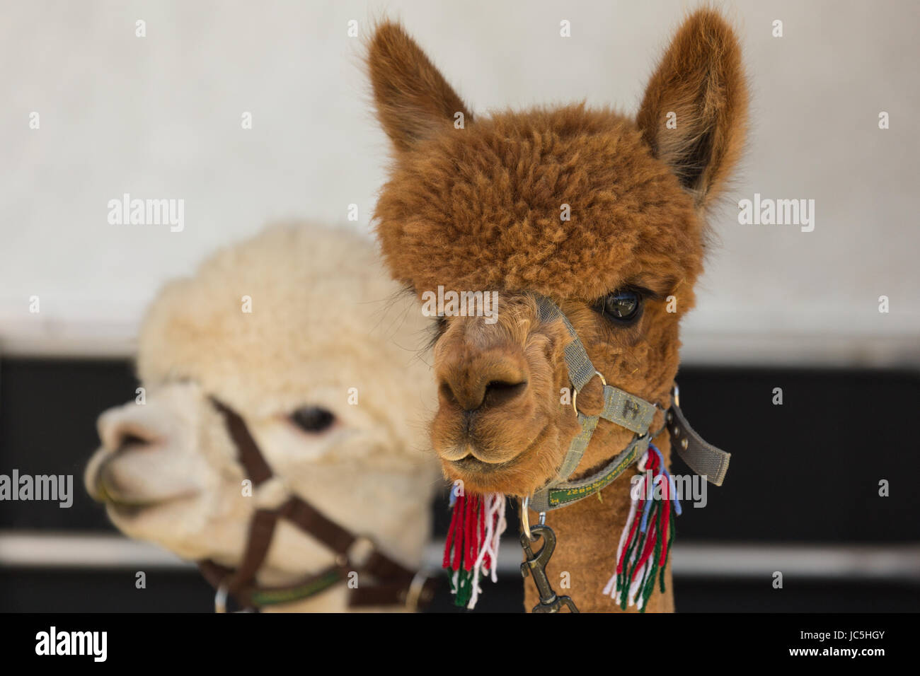 Head shot of two (2) captive Alpacas (Vicugna pacos), one brown/ginger and one white coloured on display at Ham Fair. Ham Common, Richmond, Surrey, UK Stock Photo