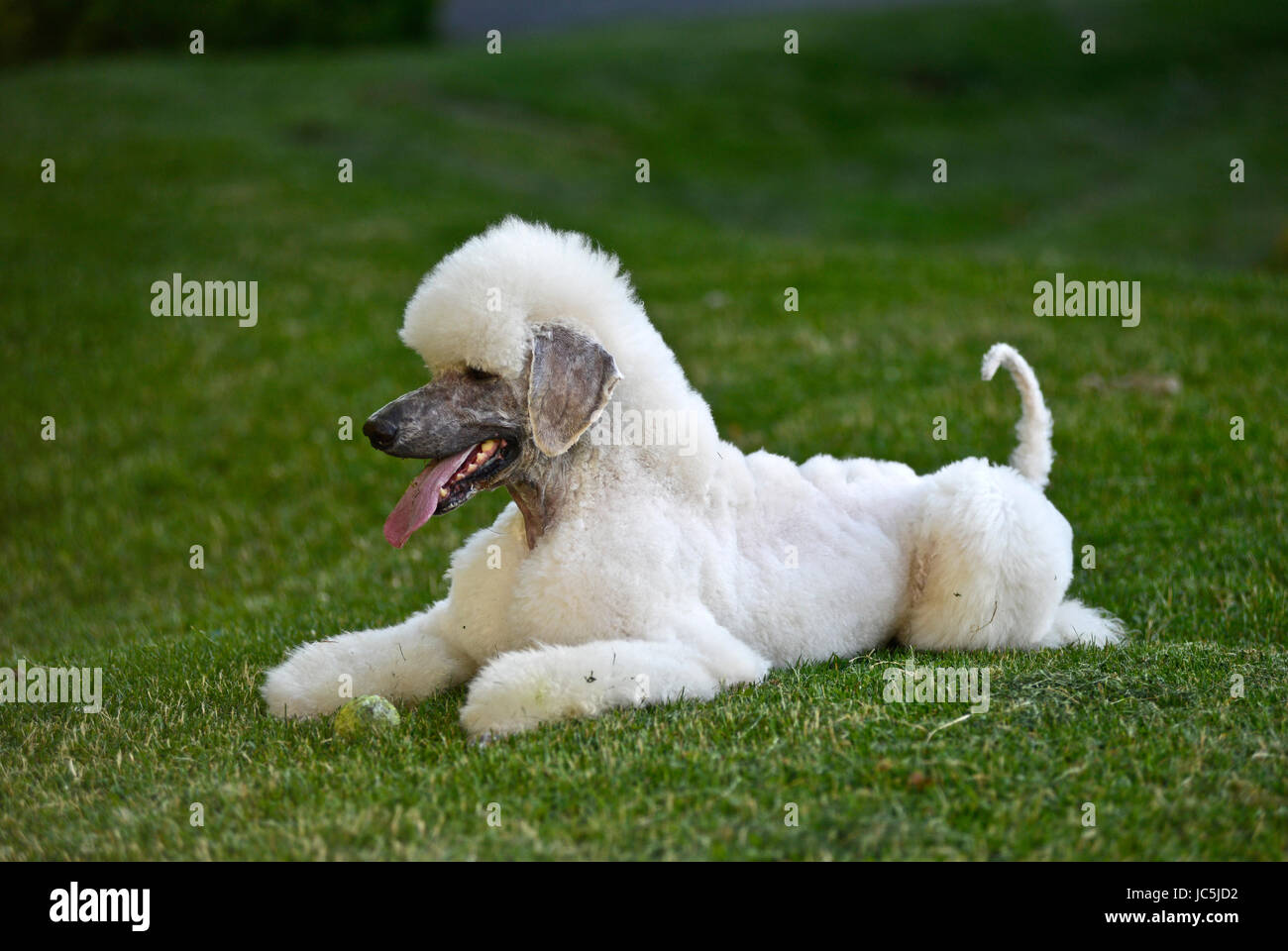 Giant white poodle hi res stock photography and images Alamy