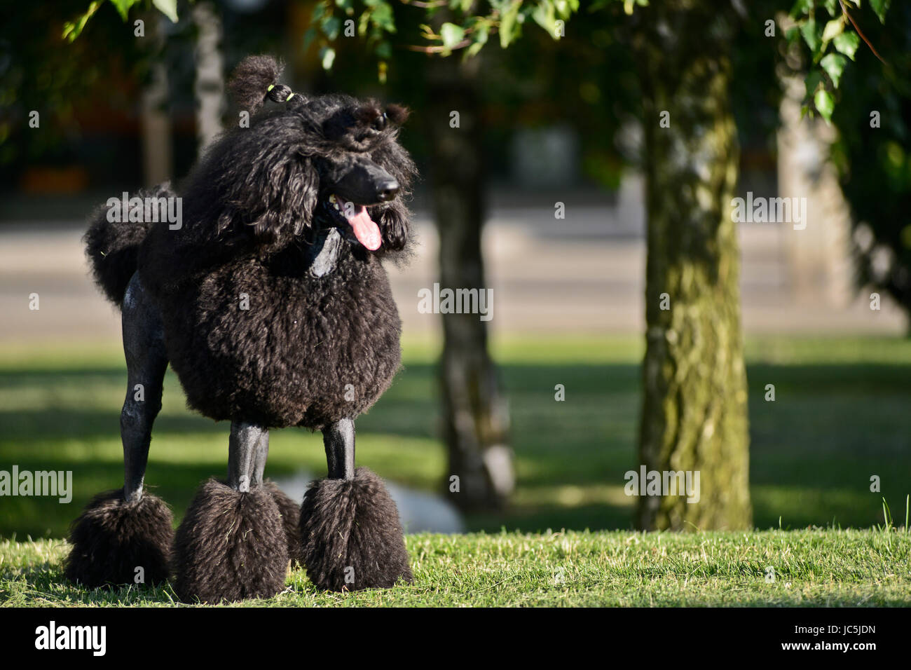 Giant black poodle Stock Photo - Alamy