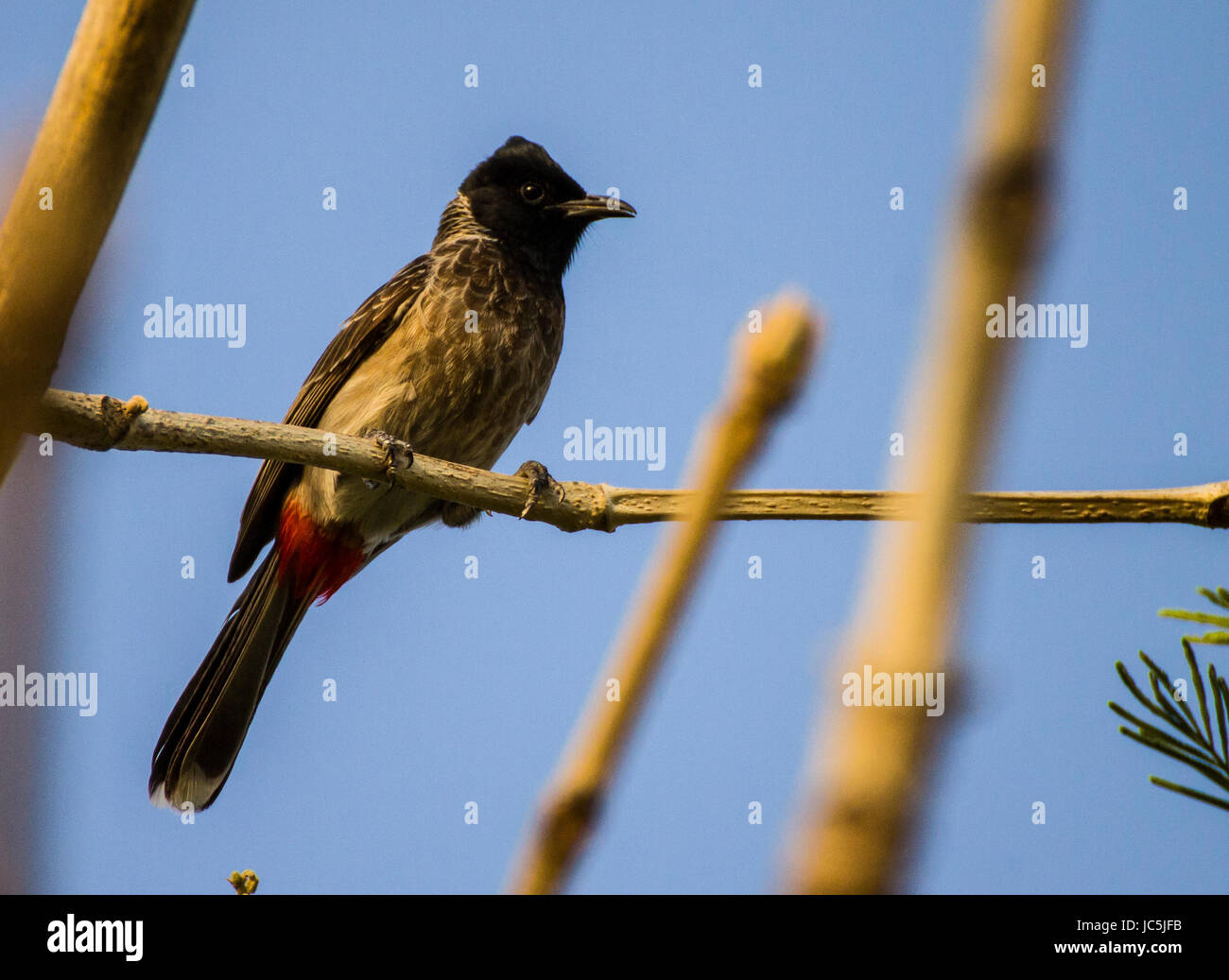The red-vented bulbul (Pycnonotus cafer) is a member of the bulbul family of passerines. It is resident breeder across the Indian subcontinent. Stock Photo
