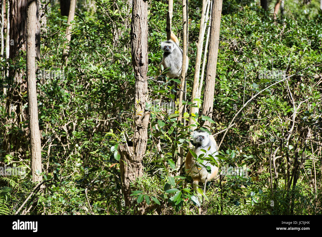 Diademed sifaka (Propithecus diadema), Mantadia National Park, Madagascar Stock Photo