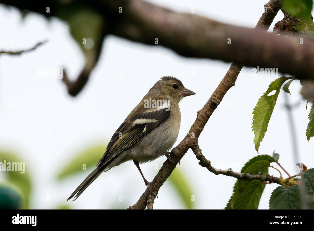 Welsh black bird hi-res stock photography and images - Alamy