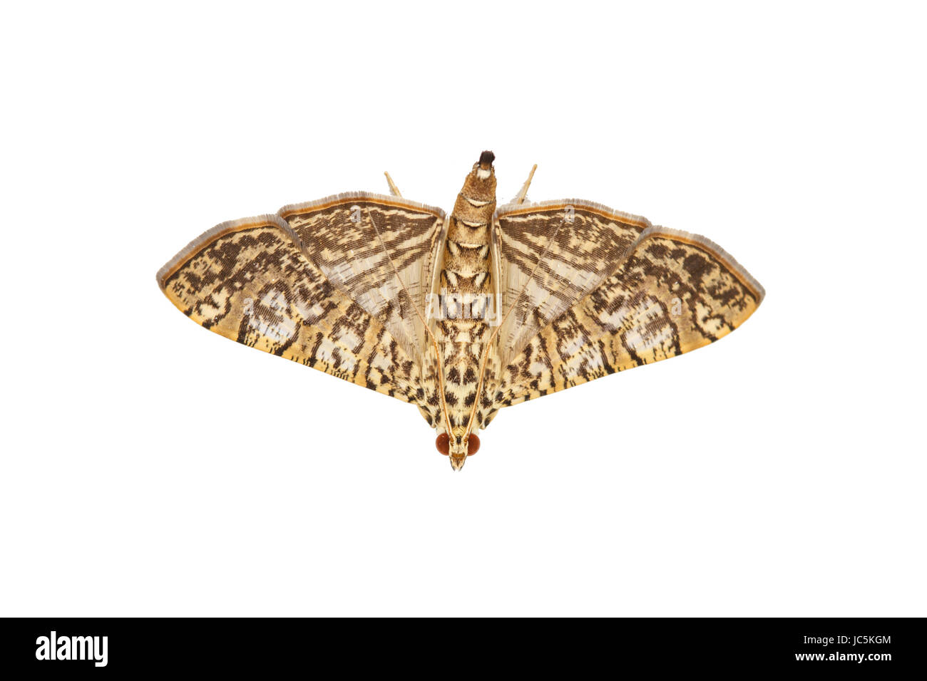 Close up of moth,night butterfly,Beautiful Insect on white wall Stock ...