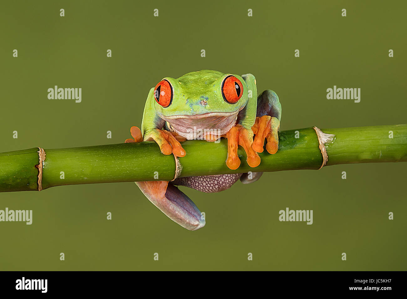 A close up portrait of a red eyed tree frog hanging on to a bamboo shoot looking forward and about to fall Stock Photo