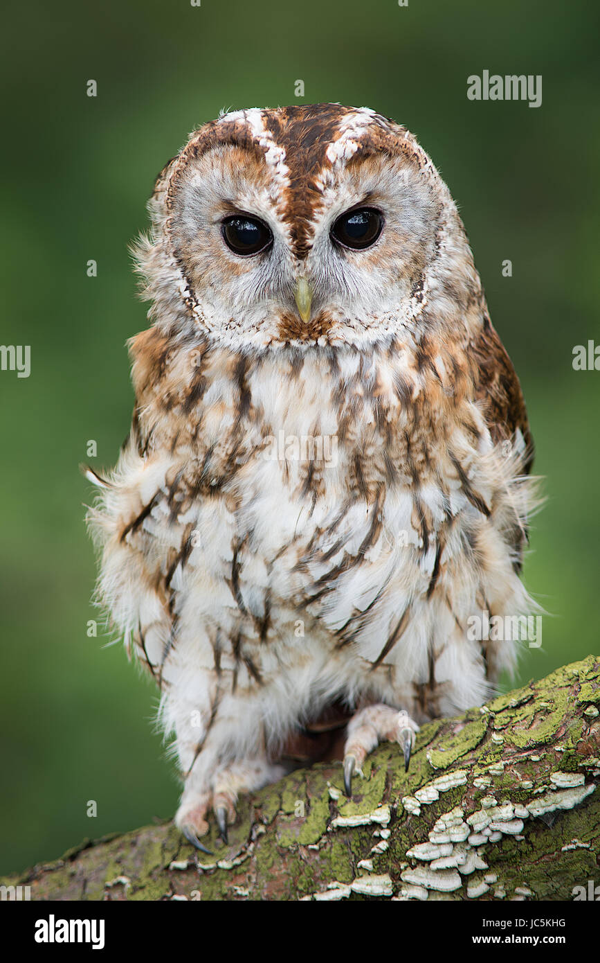A very close full length portrait of a tawny owl facing forward and perched on a branch in upright vertical format Stock Photo