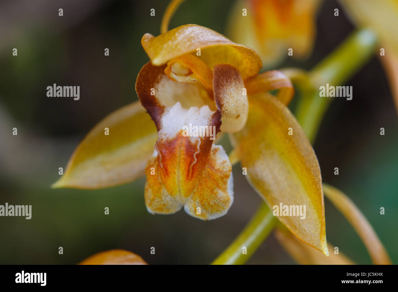 Coelogyne fuscescens, Rare species wild orchids in forest of Thailand, This was shoot in the wild nature Stock Photo