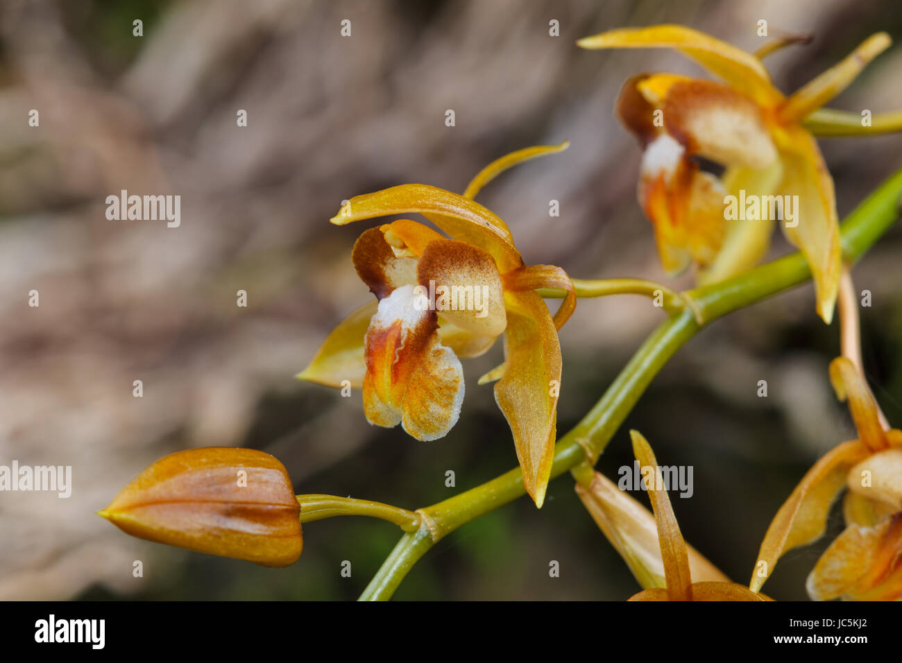 Coelogyne fuscescens, Rare species wild orchids in forest of Thailand, This was shoot in the wild nature Stock Photo
