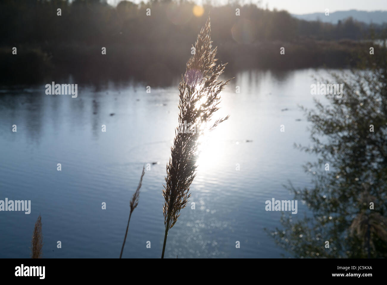 view of sunset with trees and water reflection in a lake Stock Photo ...