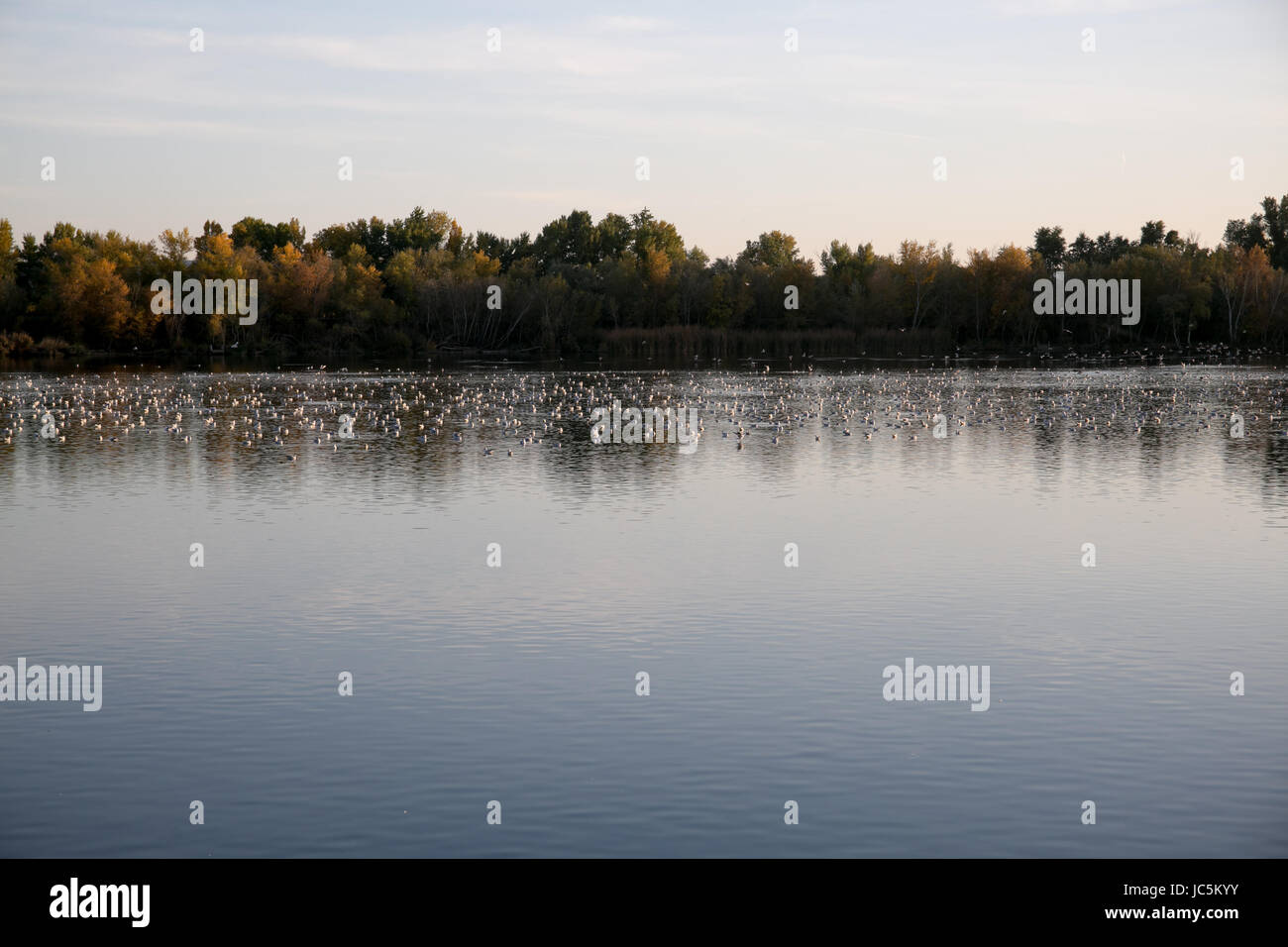 view of sunset with trees and water reflection in a lake Stock Photo ...