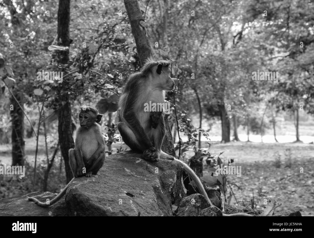 Mother and child Macaque monkey sitting on a rock Stock Photo