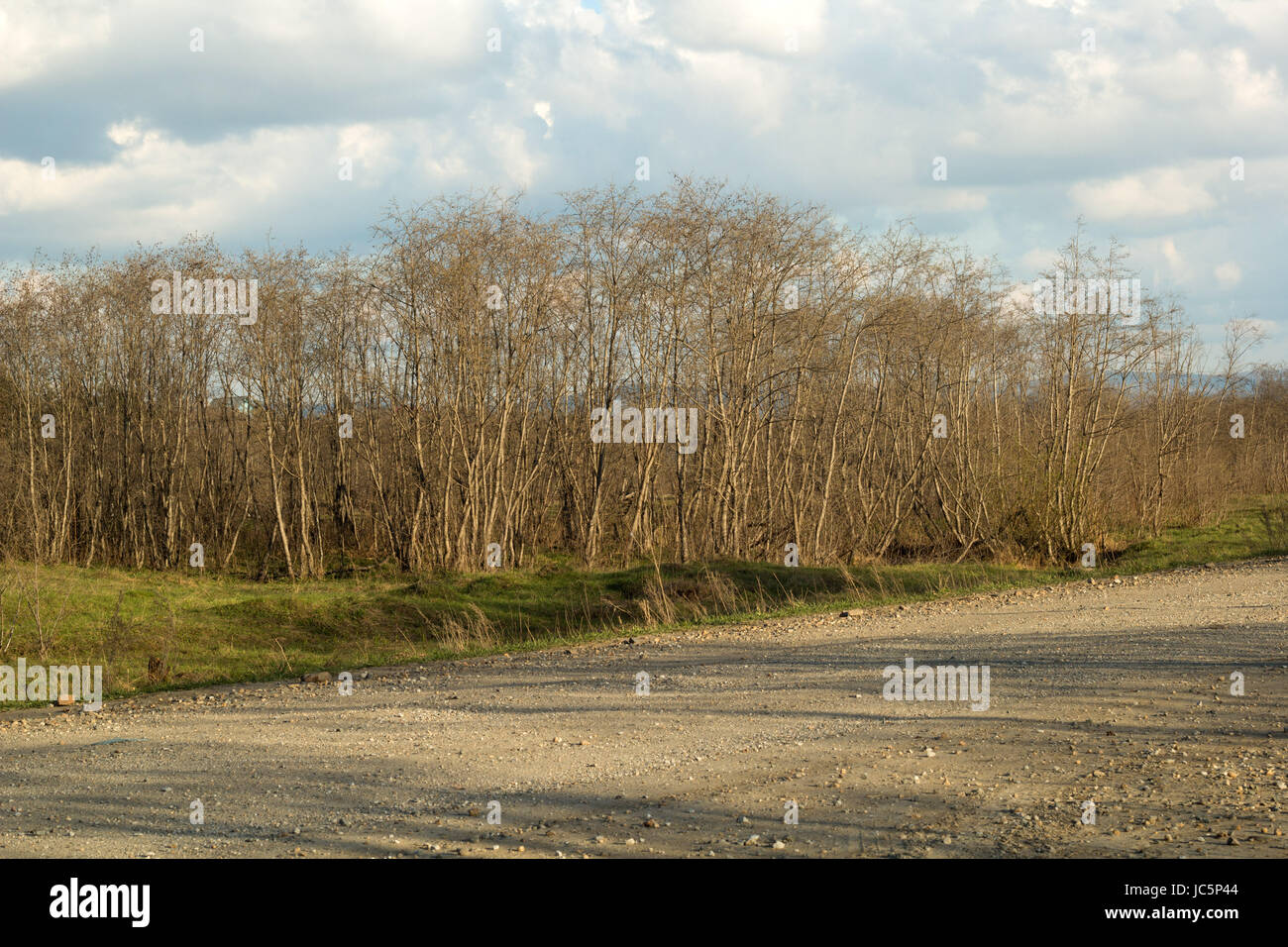 spring landscape with bushes without leaves and a rural road Stock Photo