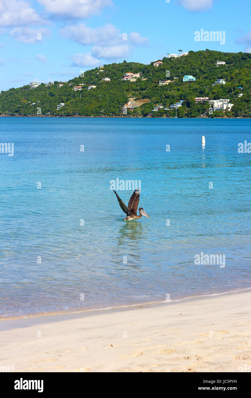 Pelican on a sea surface of Magens Bay beach on St Thomas Island, US VI. Beautiful Caribbean Sea beach in an early morning. Stock Photo