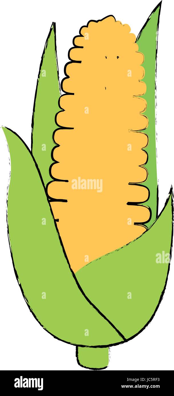 Corn fresh vegetable Stock Vector Image & Art - Alamy