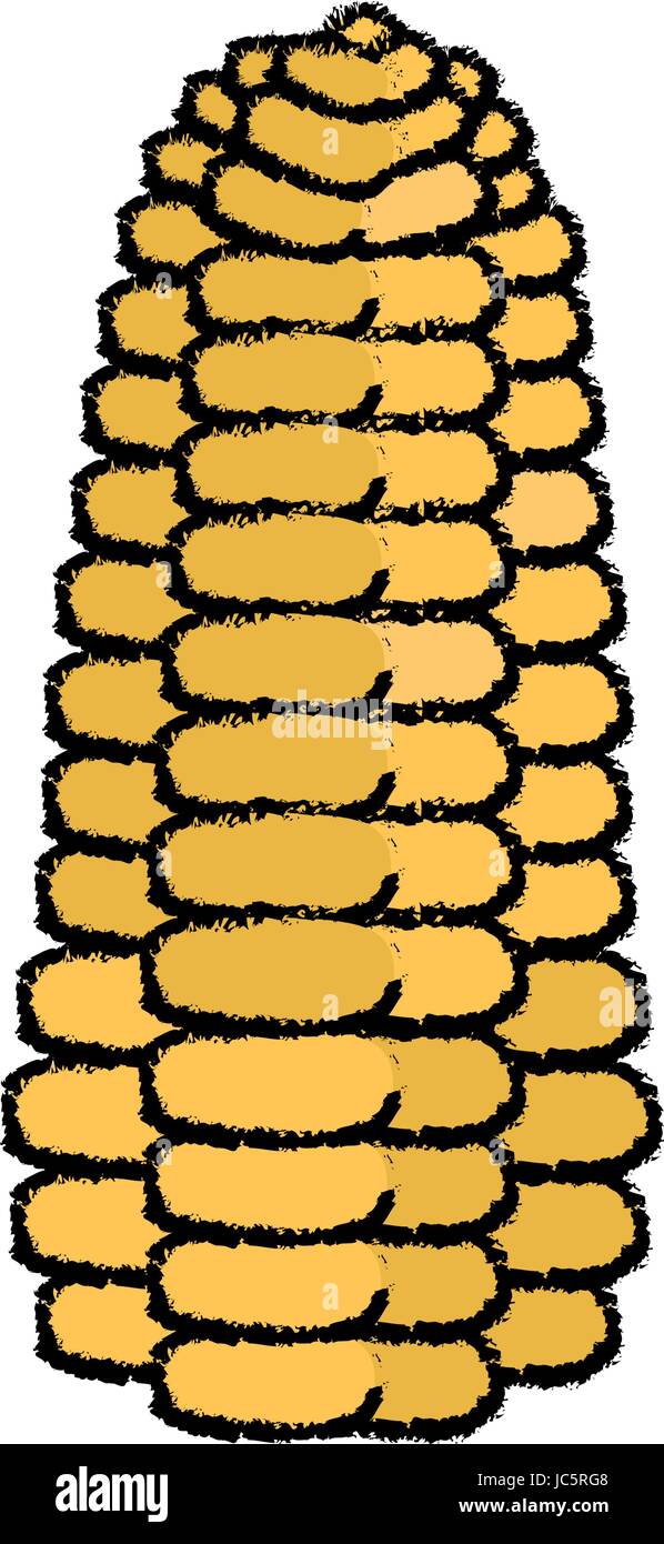 Corn fresh vegetable Stock Vector Image & Art - Alamy