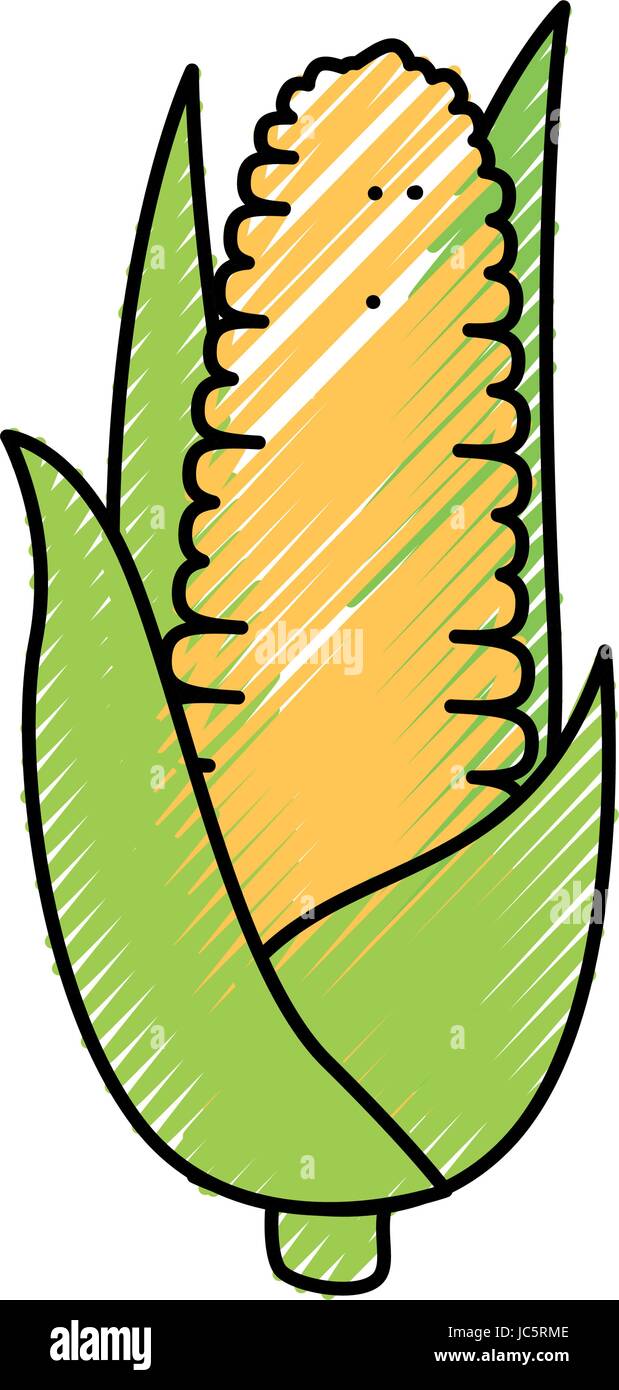 Corn fresh vegetable Stock Vector Image & Art - Alamy