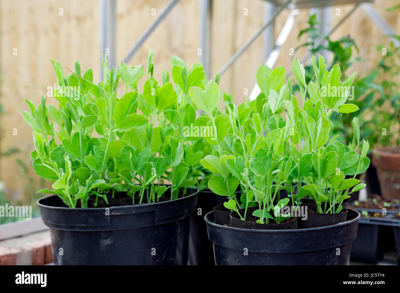 Close up of young sweet pea sweet peas seedling seedlings plants in plastic pots in the greenhouse England UK United Kingdom GB Great Britain Stock Photo