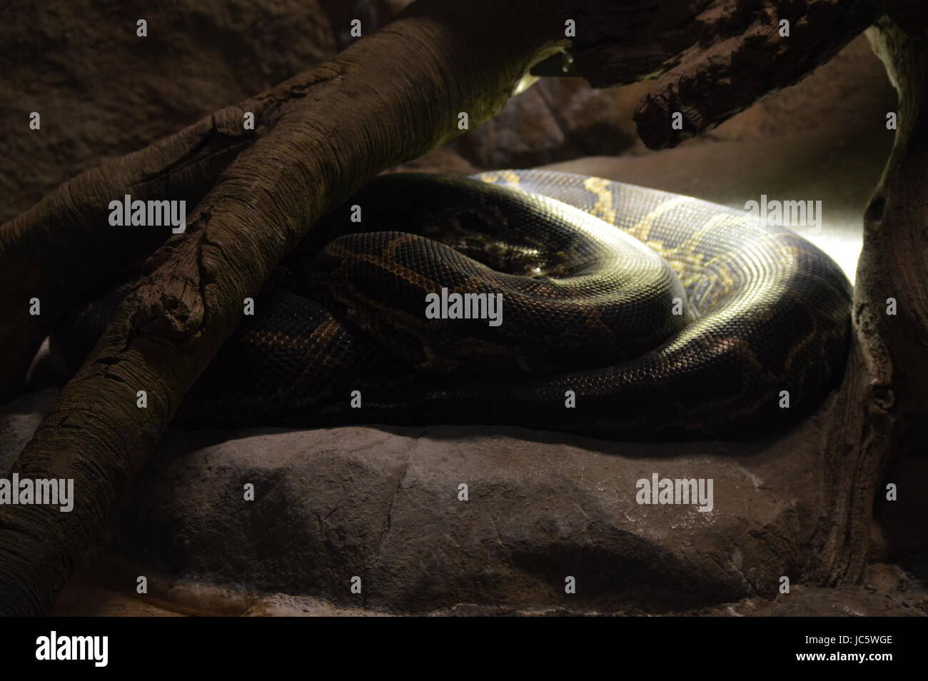 Burmese rock python hi-res stock photography and images - Alamy