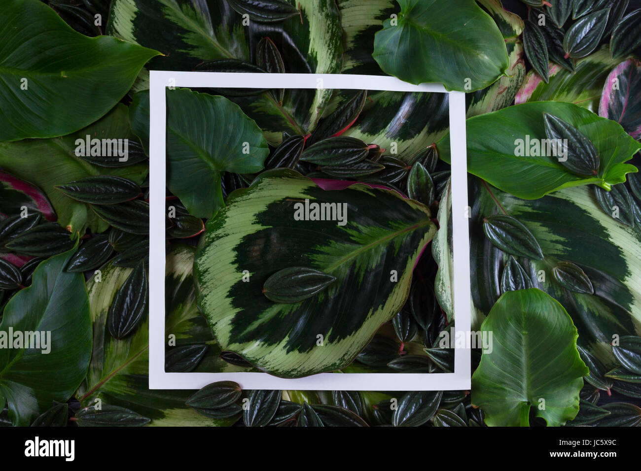 fresh green exotic tropical leaves frame with white paper frame Stock Photo