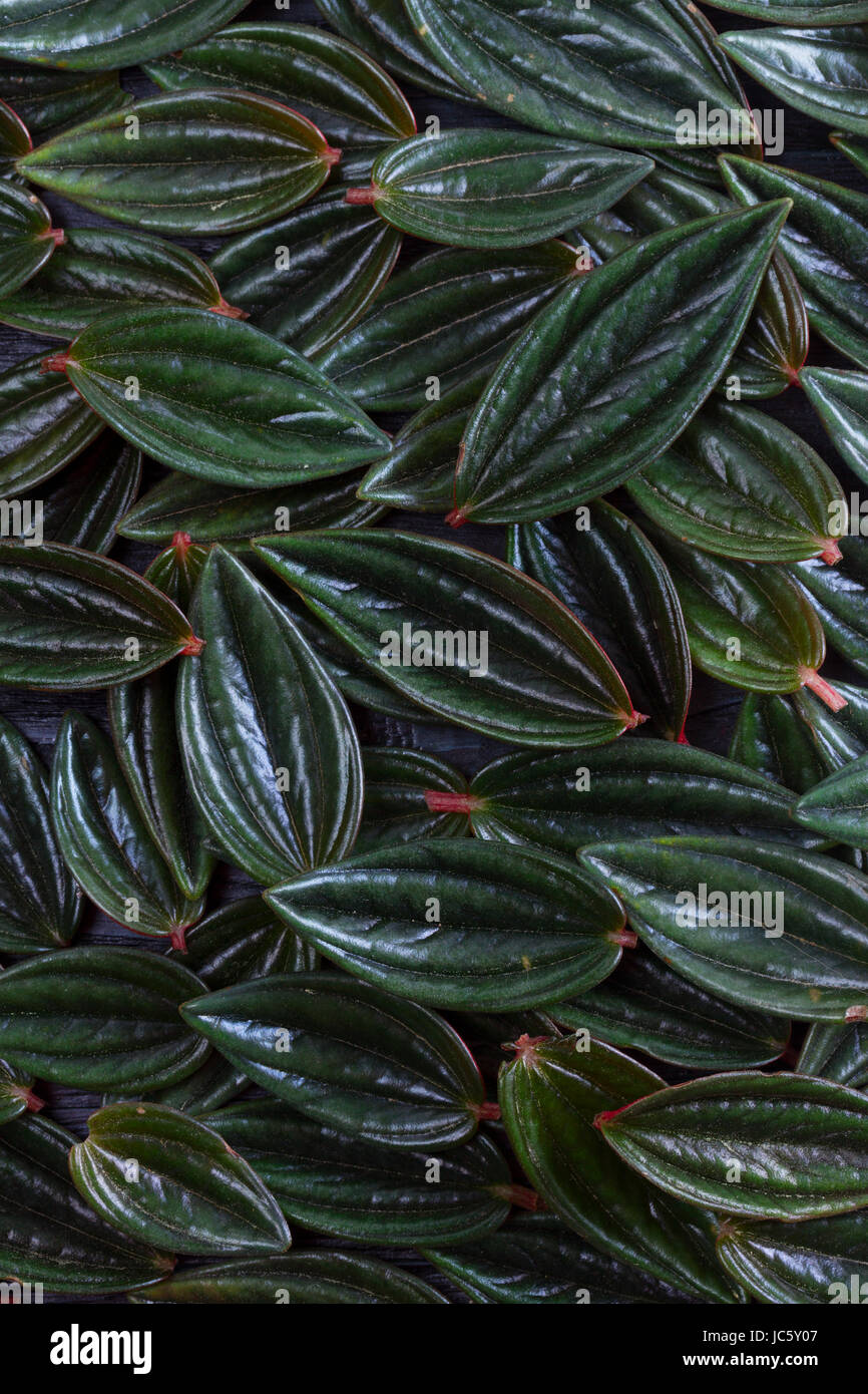 fresh green exotic leaves abstract background, low key Stock Photo