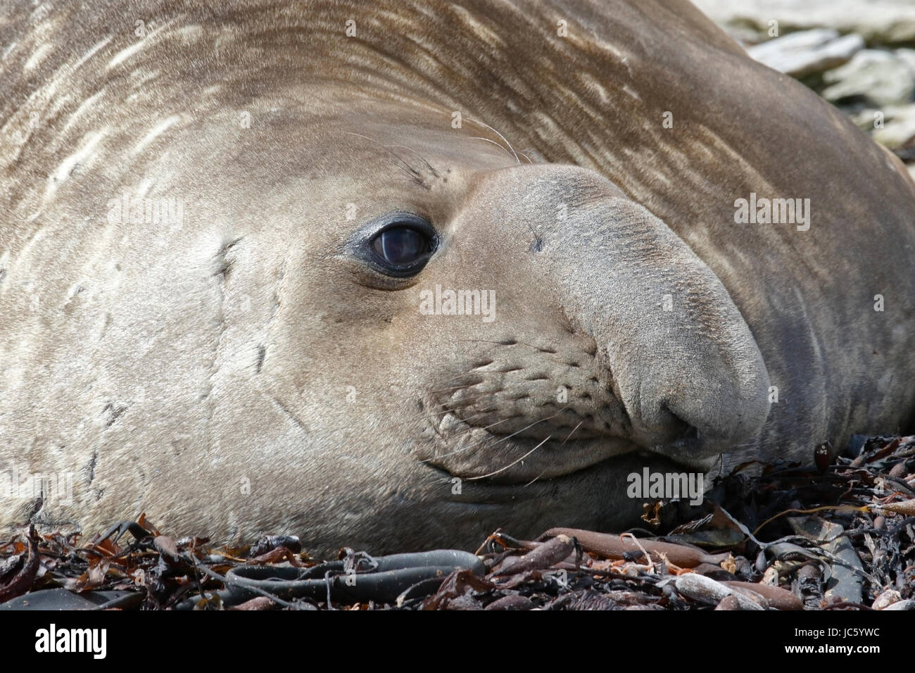 southern elephant seal (Mirounga leonina) close up of adult male (beachmaster) on beach, Falkland Islands Stock Photo