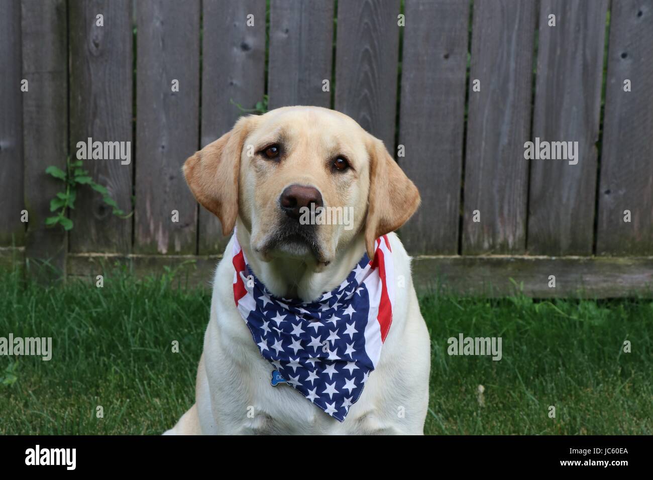 Yellow lab family hi-res stock photography and images - Alamy