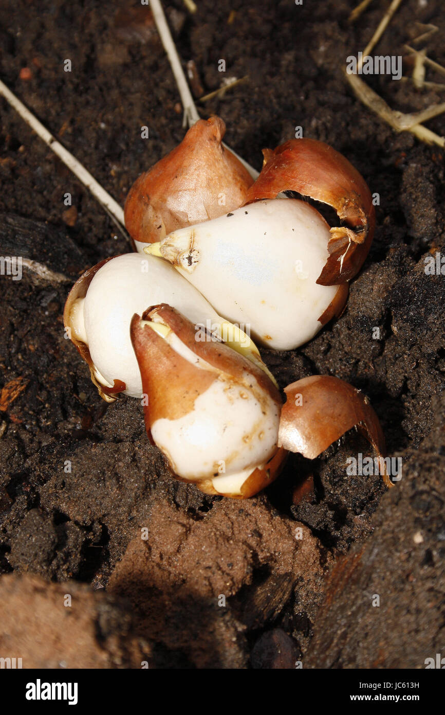 tulip variety - 'triumph mixed' bulbs about to be planted tulipa Stock Photo