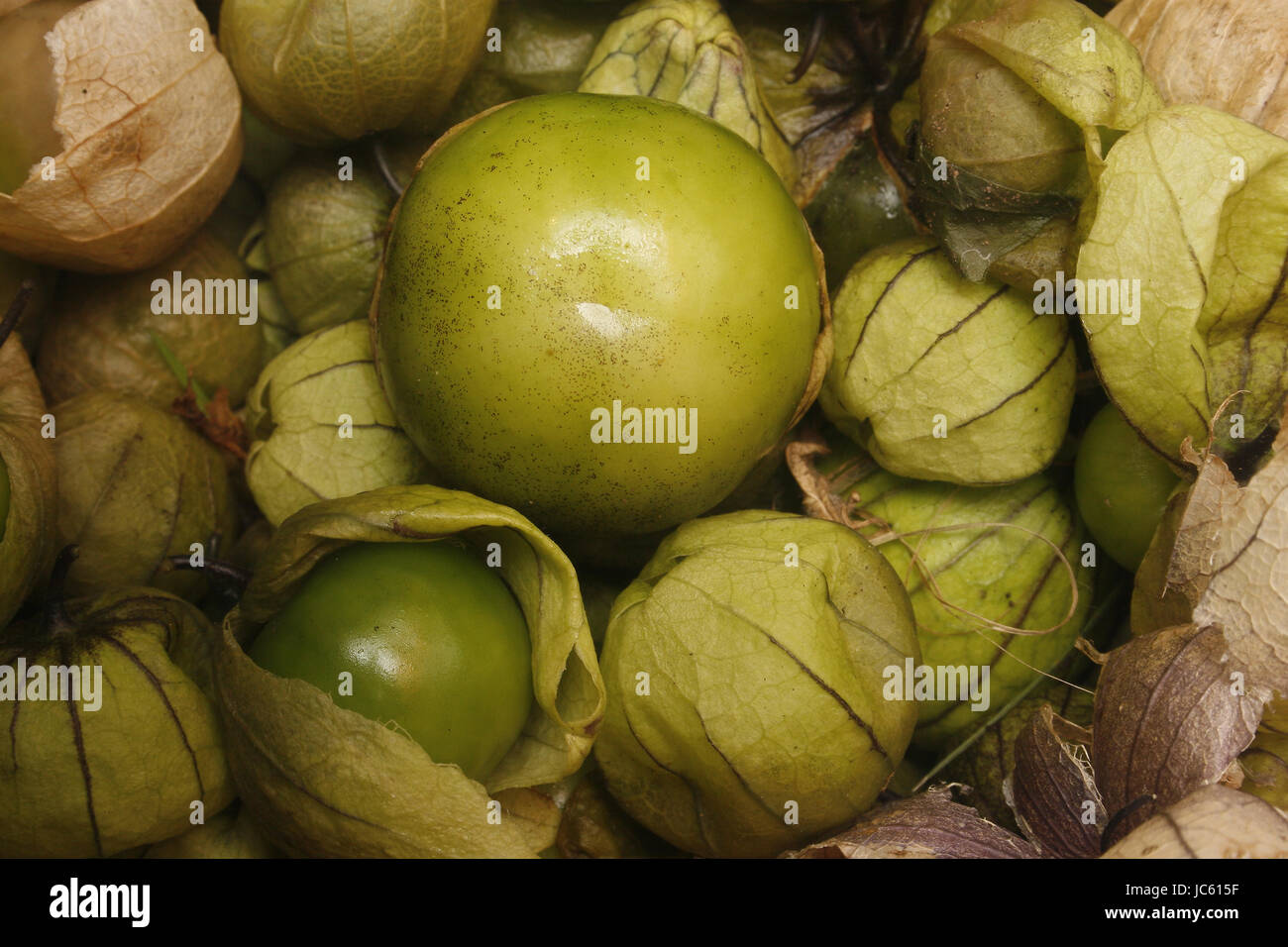 close up image of unripe tomatillos physalis philadelphica Stock Photo
