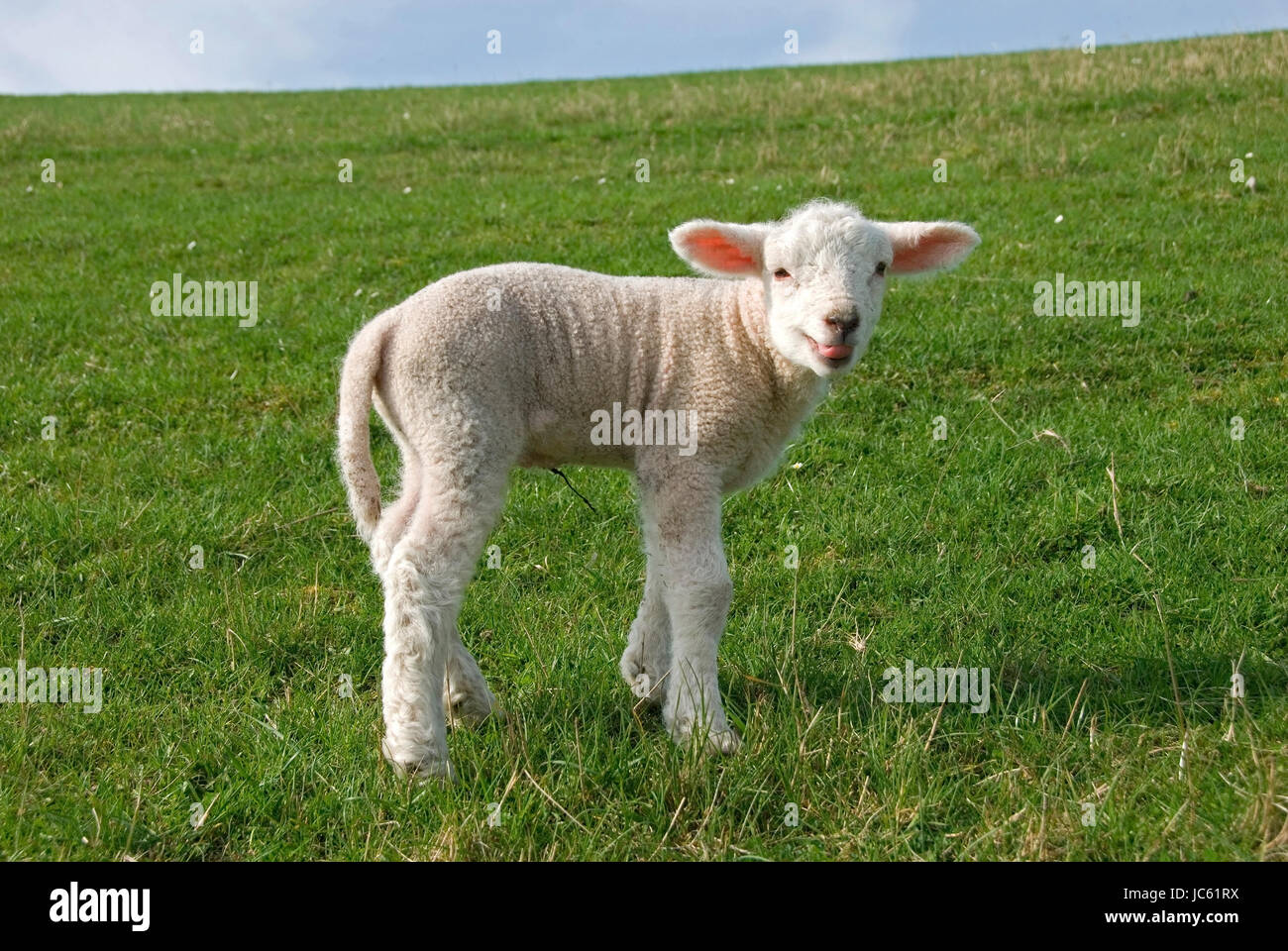 3,517 Schiebedach Stock Fotos - Freie & Royalty-Free Stock Fotos von  Dreamstime