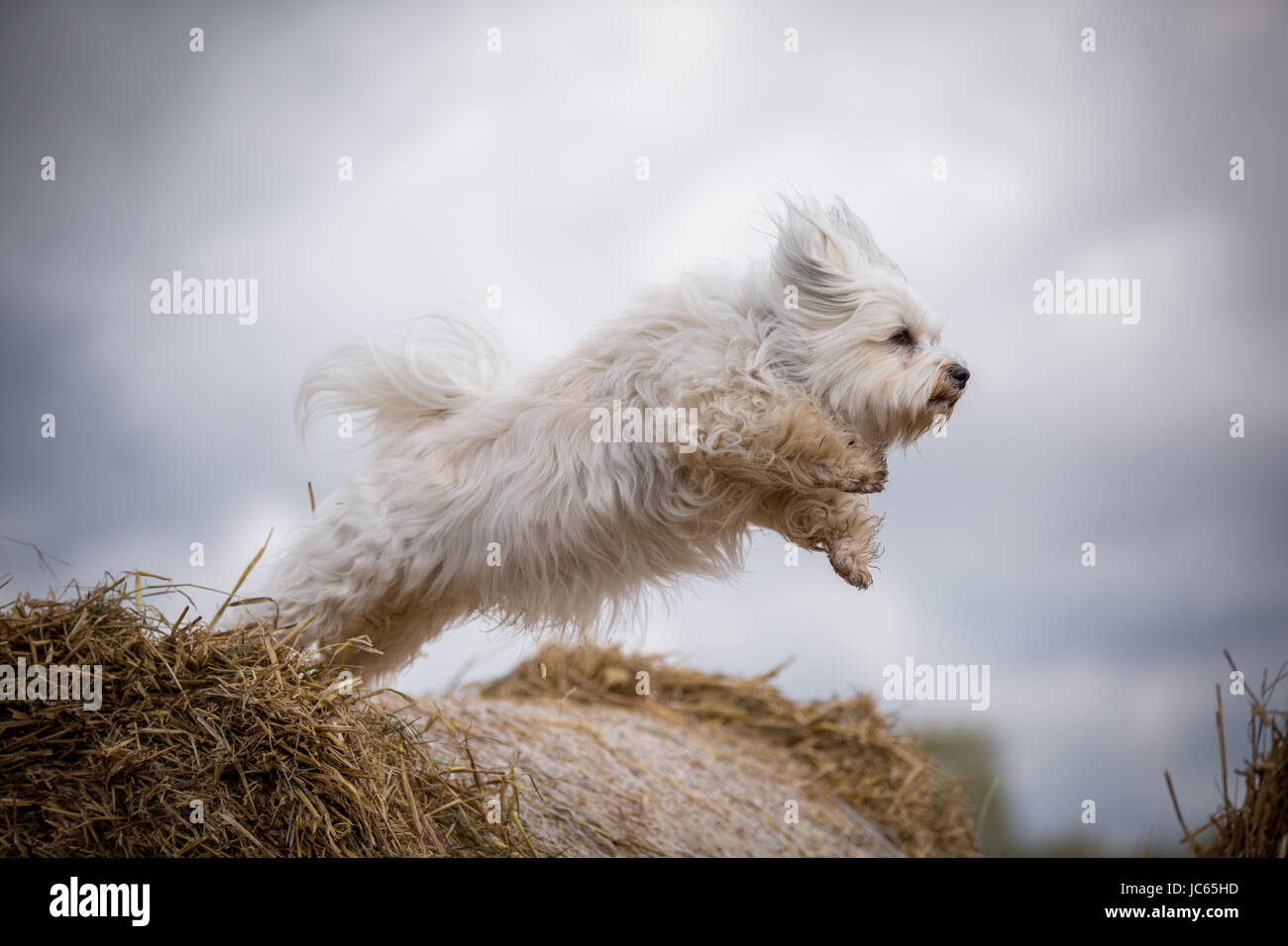 Ein kleiner weißer Hund kurz nach dem Absprung von einem Strohballen. Stock Photo