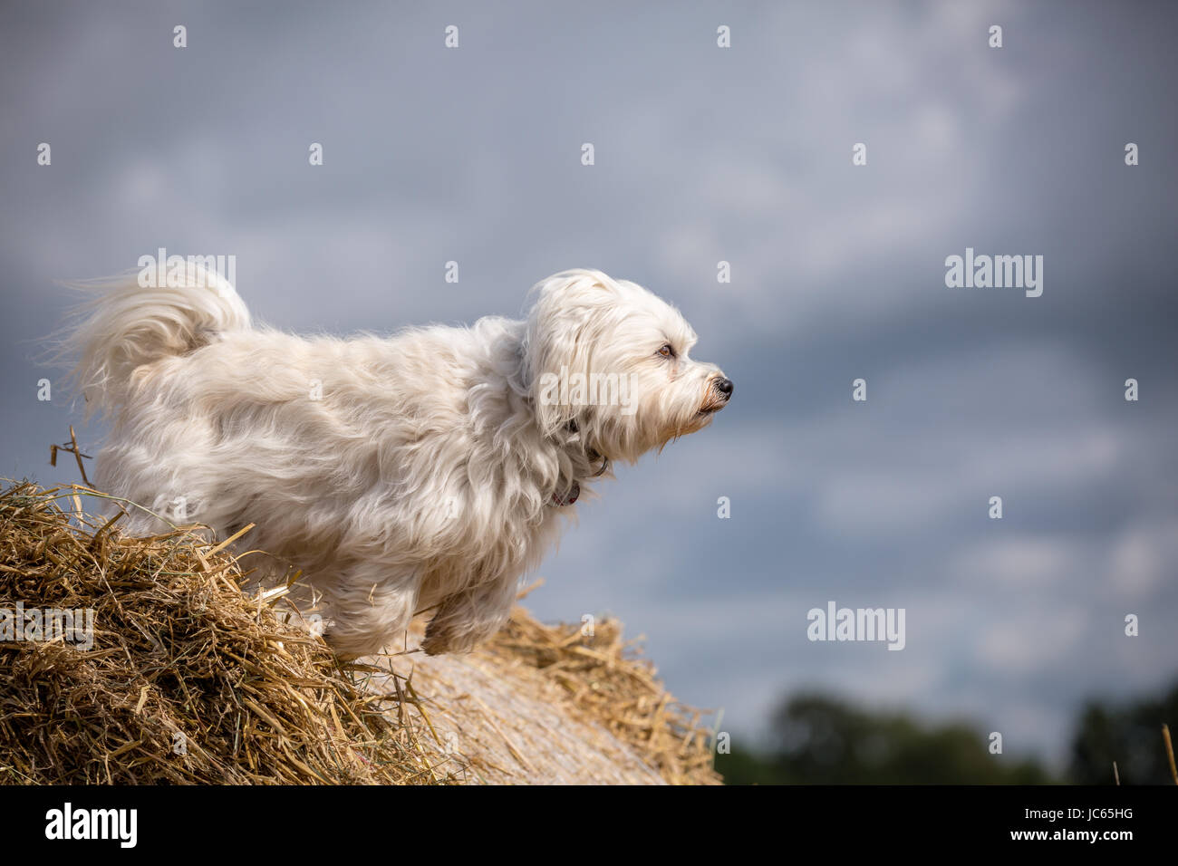 Ein weißer Kleiner Hund schaut extrem Konzentriert beim Absprung von einem Strohballen. Stock Photo