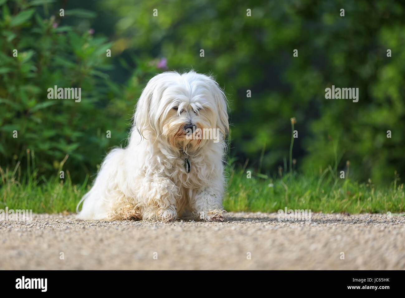 Kleiner weißer Hund sitzt mit gesenktem Kopf auf einem Schotterweg. Stock Photo