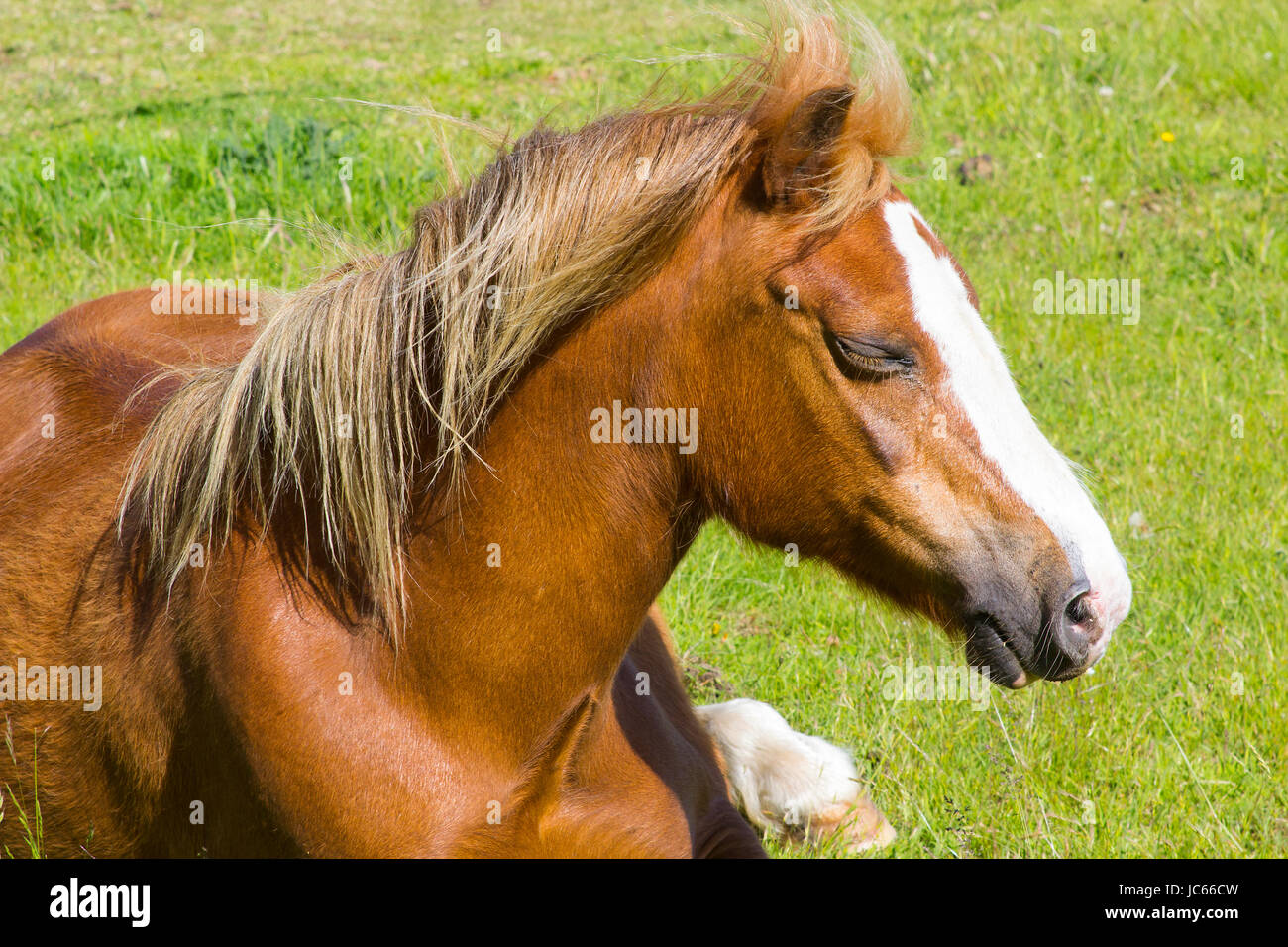 A close up of a beautiful playful young foal with head and mane as it lies down in a field on a bright sunny day Stock Photo