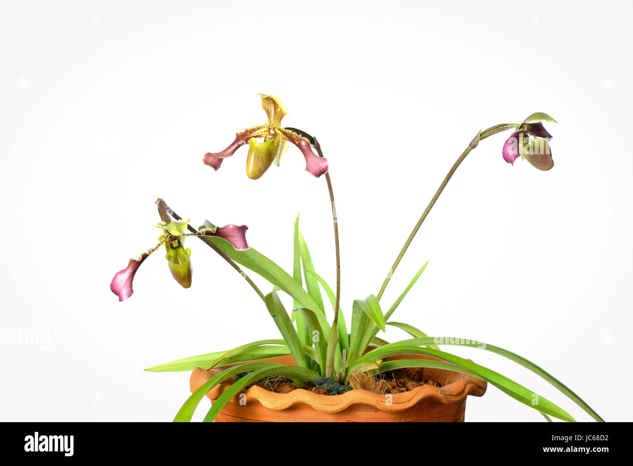 Beautiful orchids of Thailand Stock Photo - Alamy
