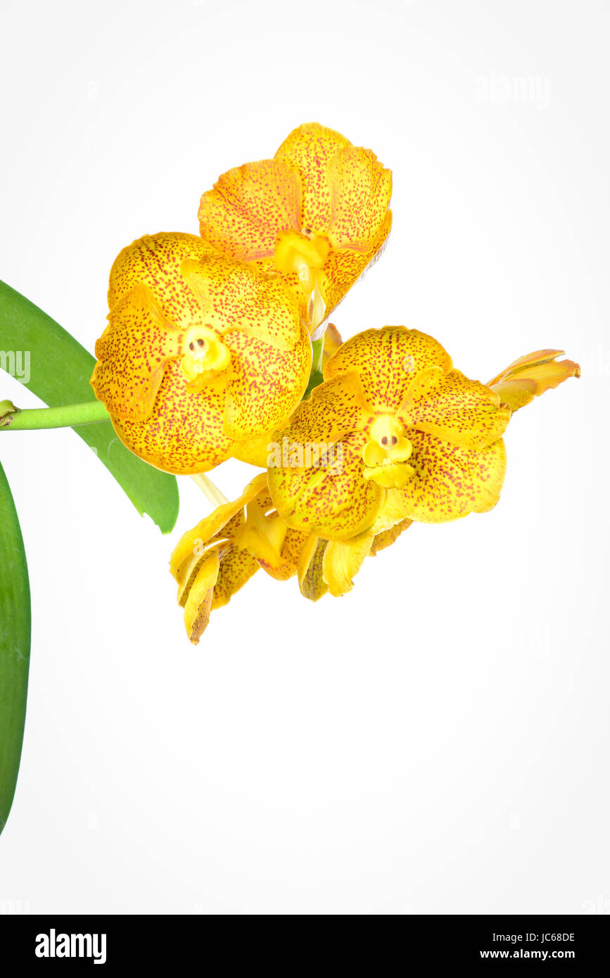 Beautiful orchids of Thailand Stock Photo - Alamy