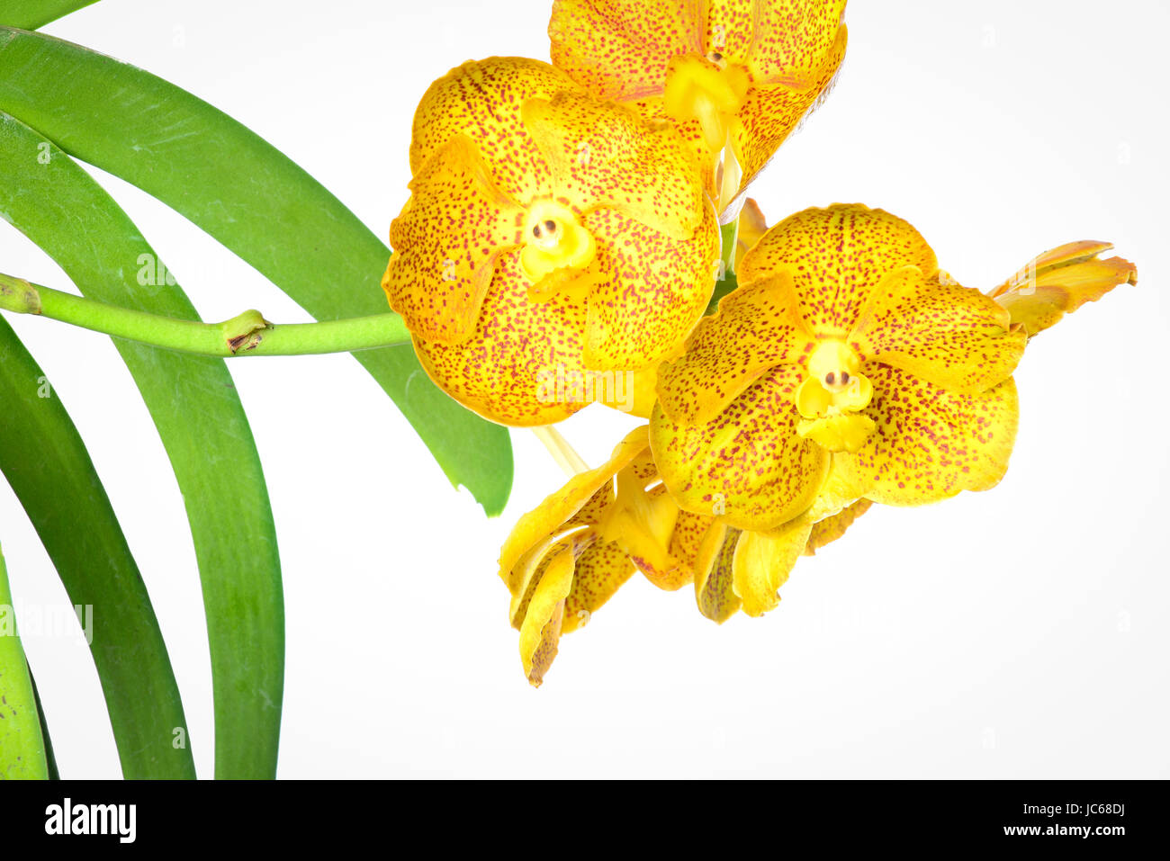 Beautiful orchids of Thailand Stock Photo - Alamy