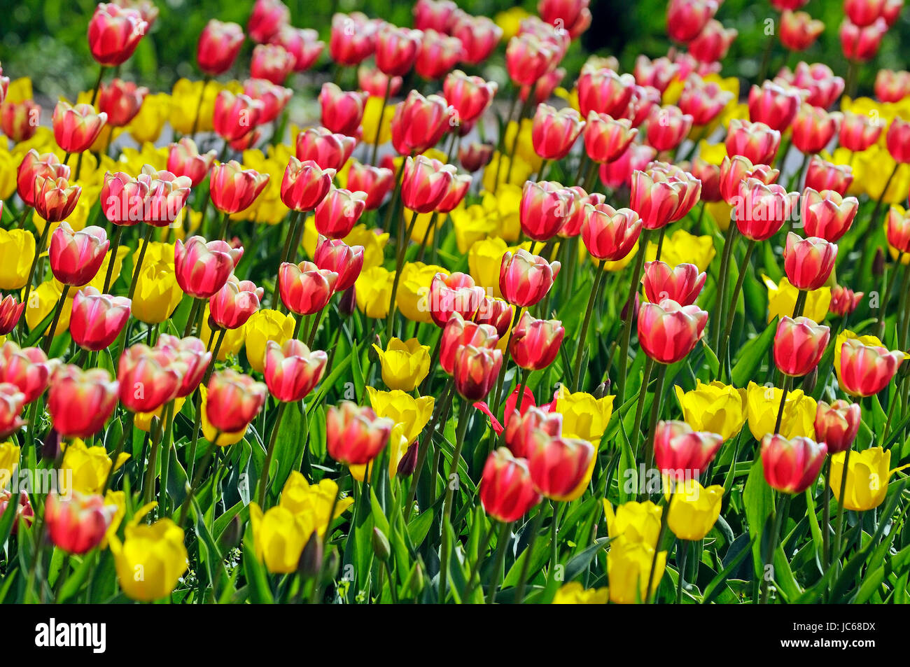 Red and yellow tulips, Tulipa spp. - Tulip field, Rote und gelbe Tulpen, Tulipa spp. - Tulpenfeld Stock Photo