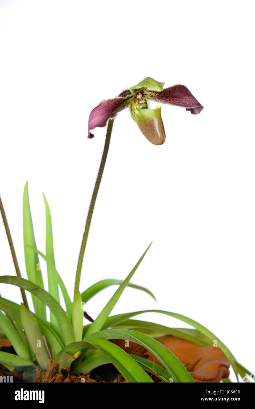 Beautiful orchids of Thailand Stock Photo - Alamy