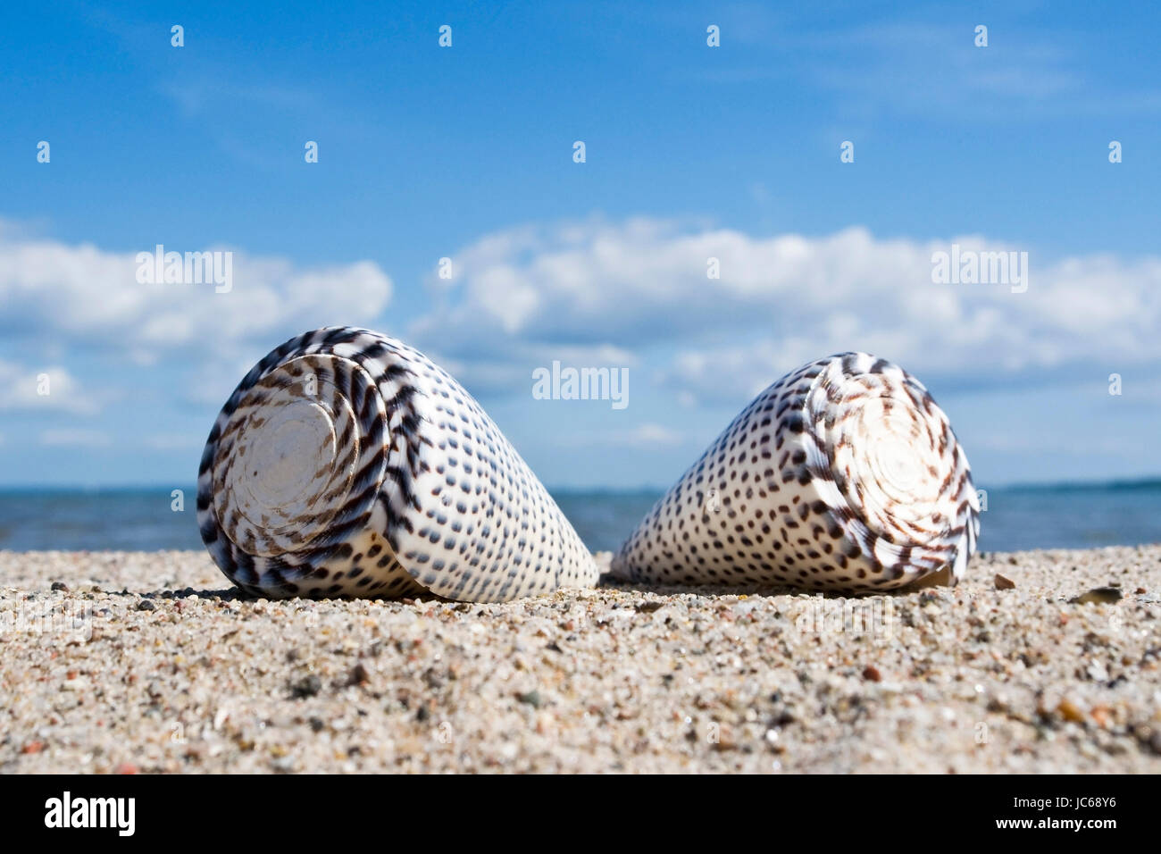 Baltic coast, mussels in the sand, Ostseekueste, Muscheln im Sand Stock Photo