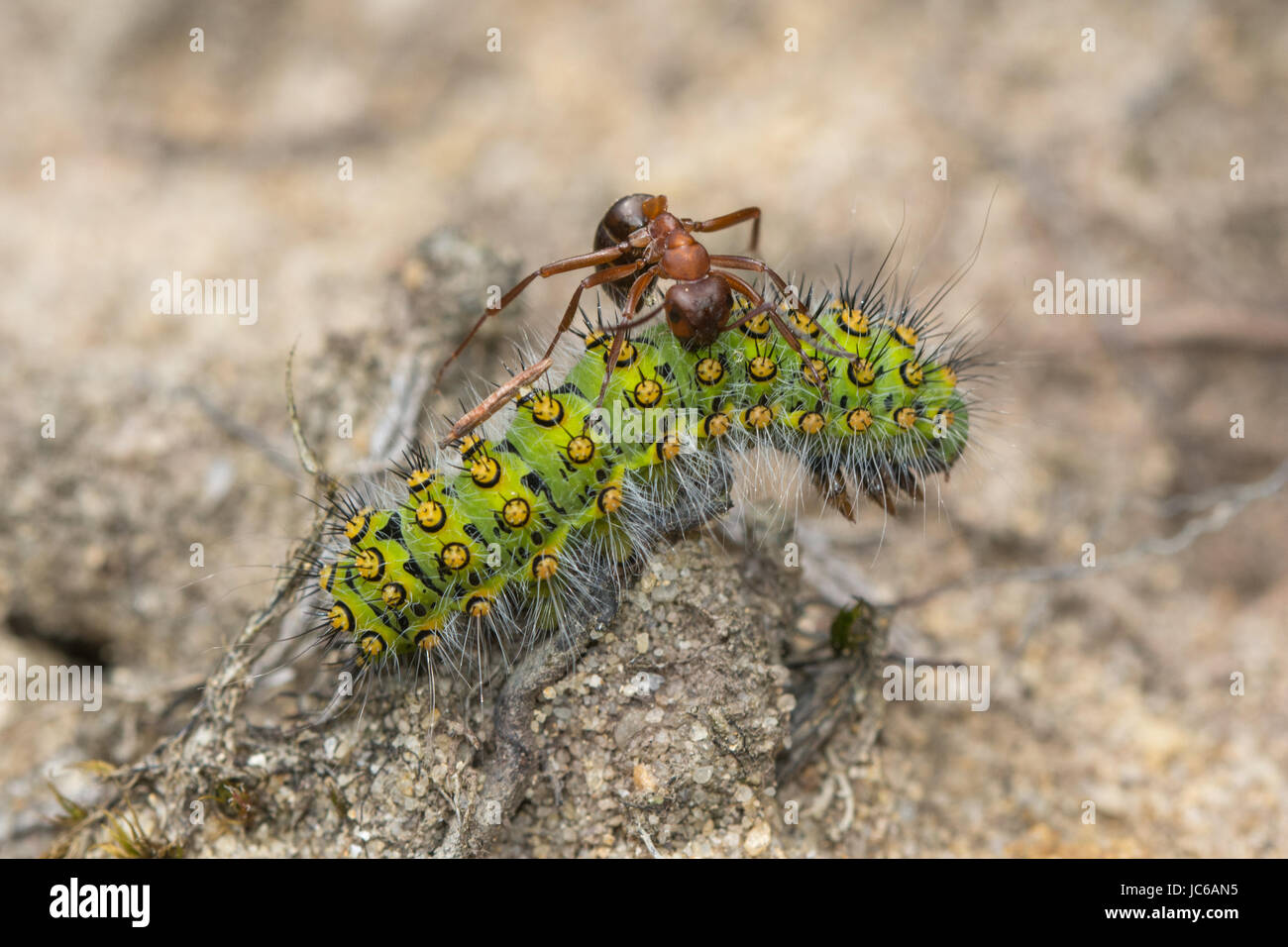 Close-up of emperor moth (Saturnia pavonia) caterpillar or larva being harassed by a wood ant in Surrey, UK Stock Photo