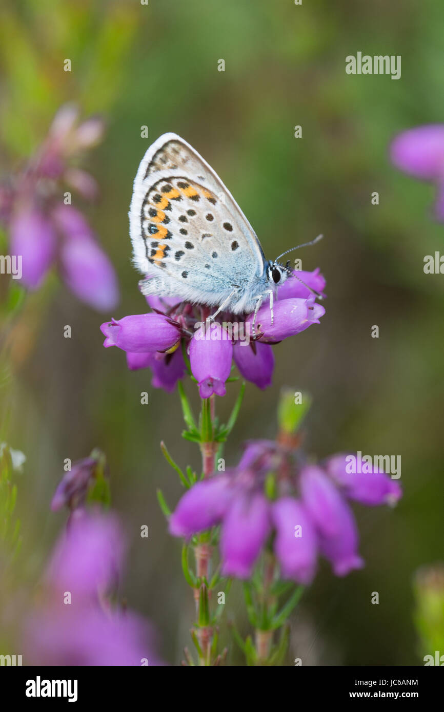Male silver-studded blue butterfly (Plebejus argus) on colourful bell heather (Erica cinerea), UK Stock Photo